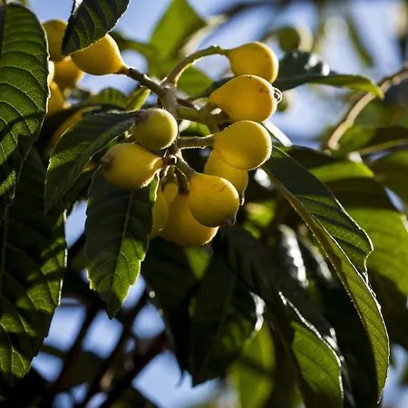 La Escalerilla Teror